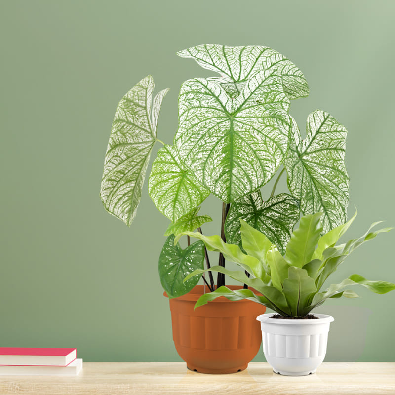 Nobel X Series Flower Pot