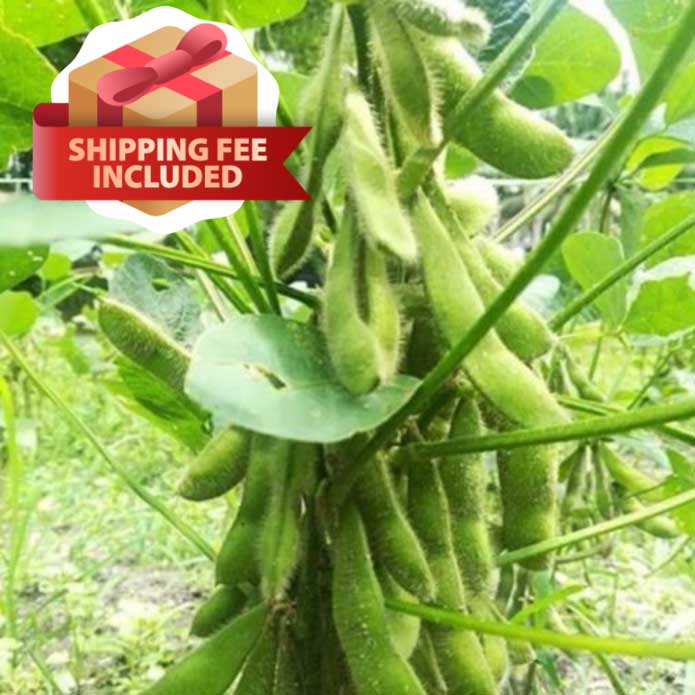Plant Edamame at home! | Vegetable Garden | Home Garden | Baba Gardening Plant Edamame at home! | Vegetable Garden | Home Garden | Baba Gardening
