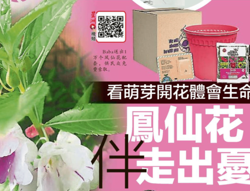 [:zh]Baba送出一万套凤仙花配套，期伴走出疫情中的忧郁[:]
