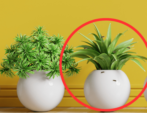 叶子出现黑色斑点怎么办？