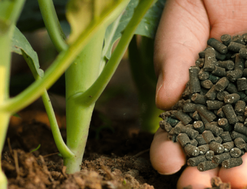 Fertilizer for leafy vegetables