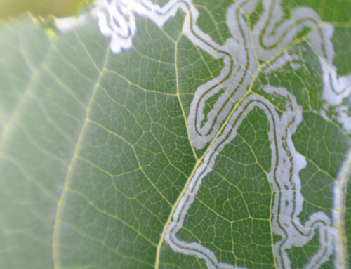There is squiggly trails on the leaves?