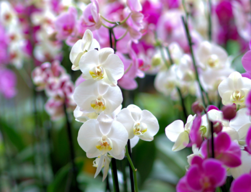胡姬花谢后，是否还会开花？如何催花？