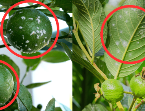 如何驱除植物上的白色虫害（介壳虫，白粉蝶）？