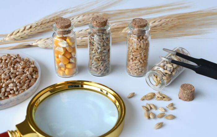 GMO free seeds