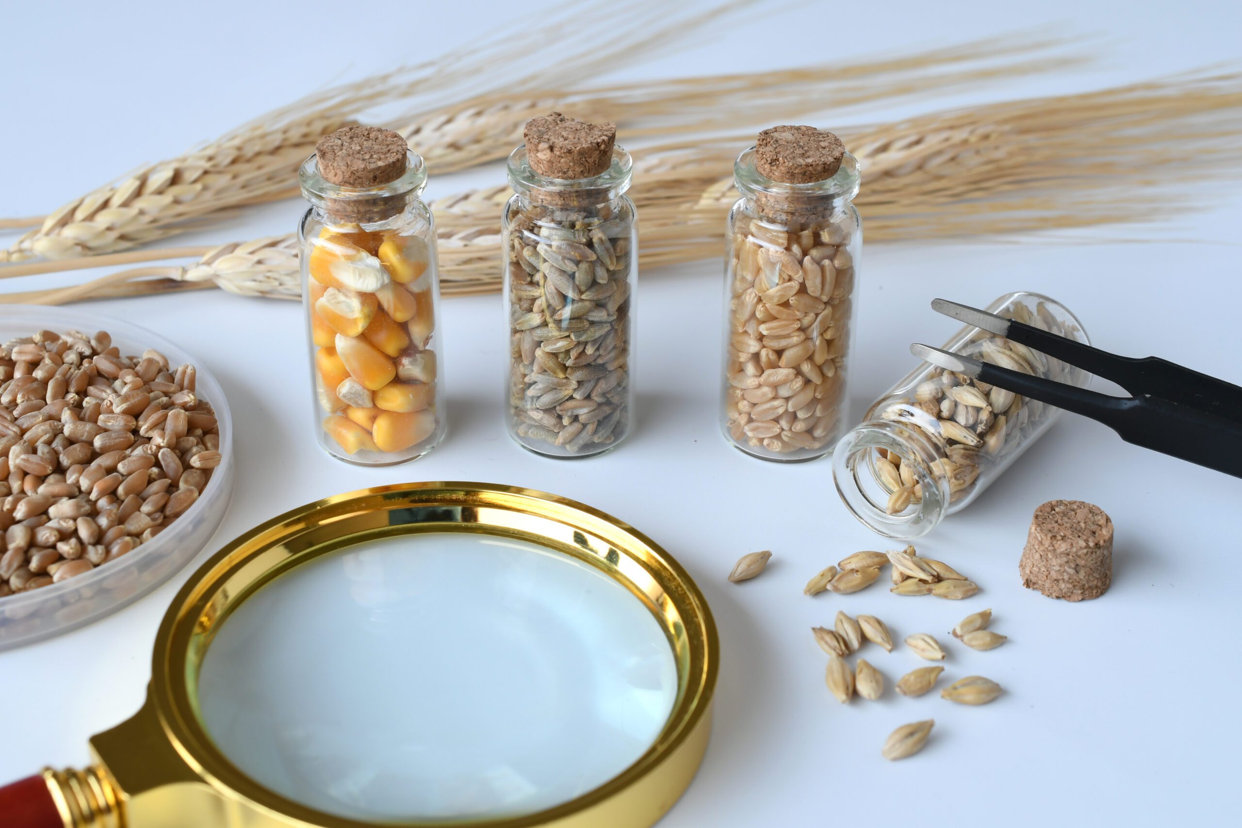 GMO free seeds