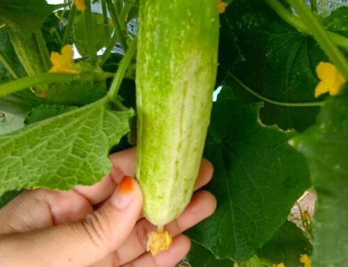 Mengapakah daun timun tumbuh bintik kuning, dan mengapa buahnya lebih lebar di bahagian atas dan lebih sempit di bahagian bawah?​