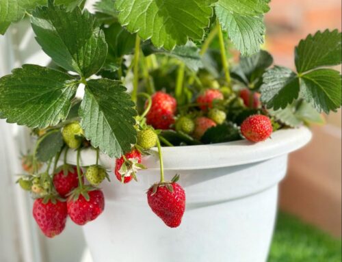 Tanah apa yang sesuai untuk penanaman strawberi?