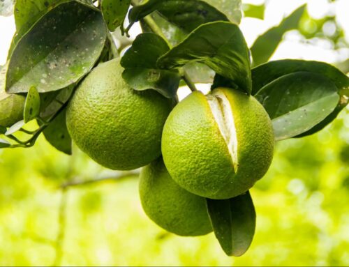 Mengapa buah-buahan retak?