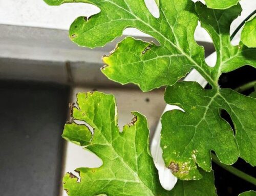 Mengapakah bahagian tepi daun tembikai menjadi kuning dan kemudian menjadi hangus?