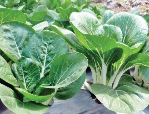 Mengapakah sayur-sayuran dan buah-buahan terasa pahit?