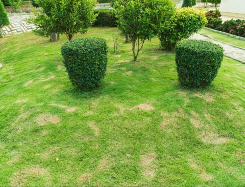 Apa yang perlu dilakukan dengan kulat yang tumbuh di atas rumput?​