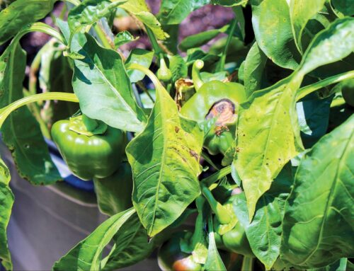 Mengapakah daun tomato menjadi kuning dan beransur-ansur melengkung?