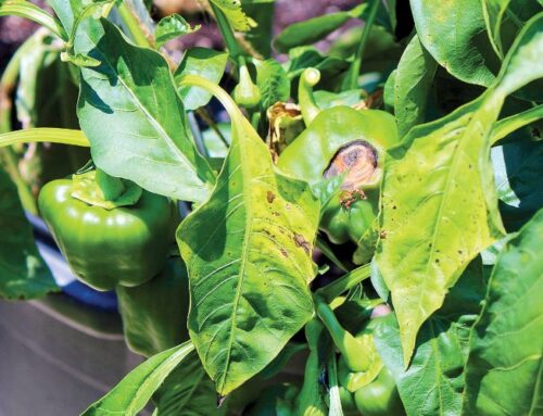 Mengapa terdapat daun kuning dan bintik coklat/bintik hitam?​
