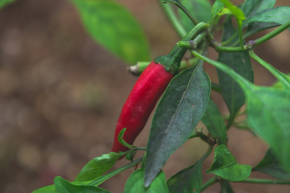Chilli plants
