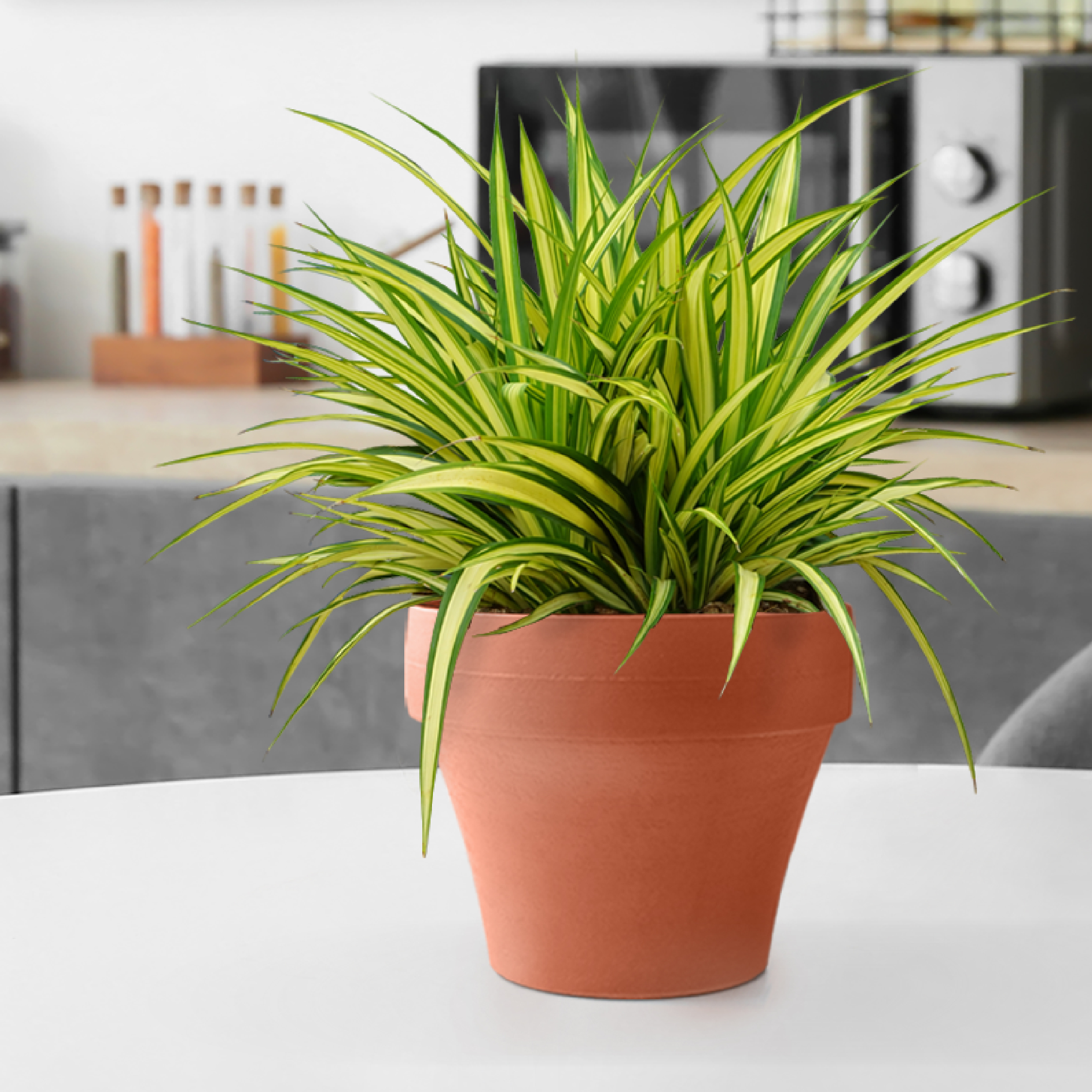 FL Series Flower Pot