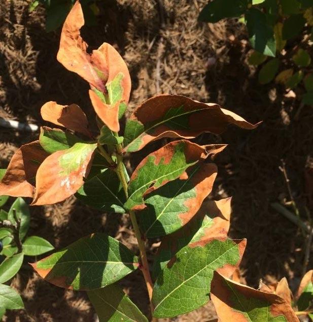 Green leaves showing severe brown, crispy margins and irregular tan patches caused by fertilizer burn.