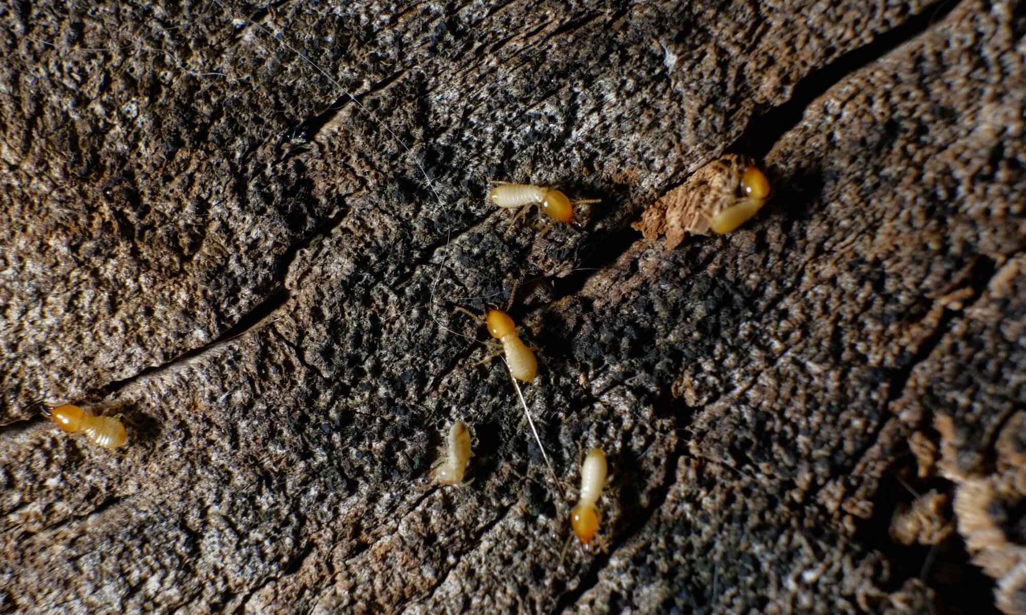 A group of termites on tree