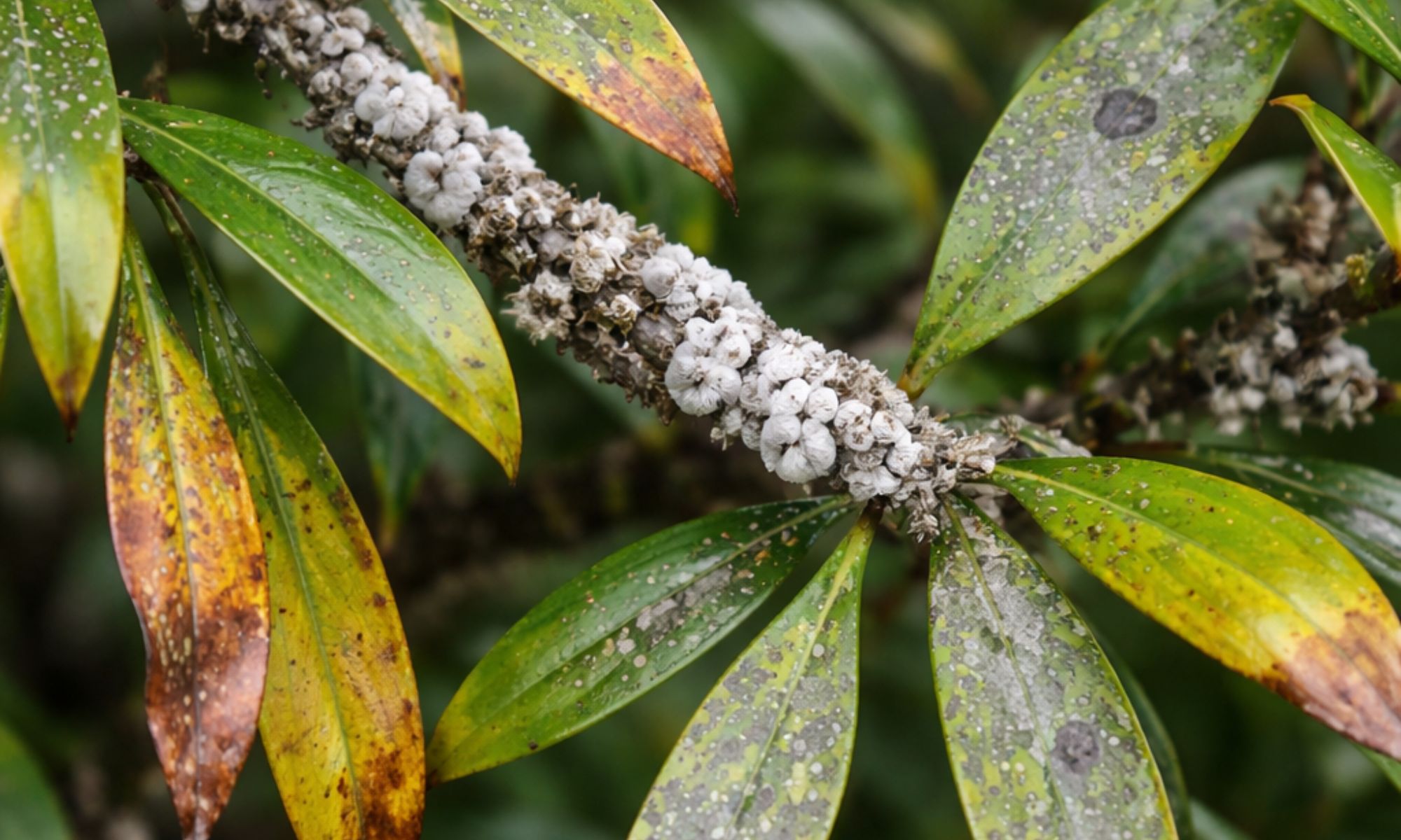 Podocarpus leaves with scale insects white wax and brown burn spots