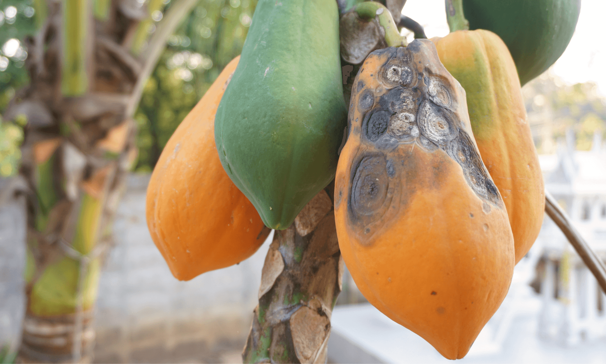 Papaya anthracnose disease