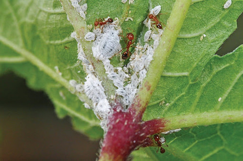 Increased ant activity