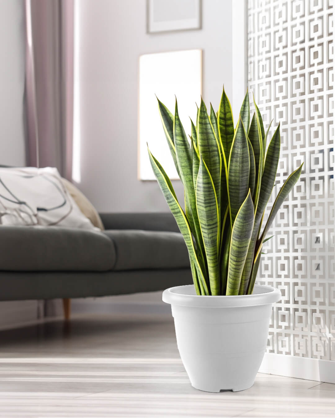 Baba biodegradable medium decoration flower pot for sansevieria