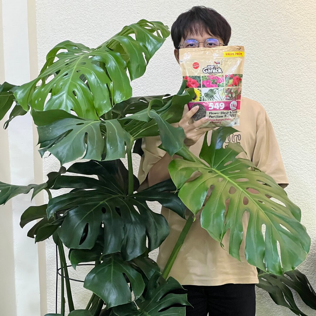 Monstera testi (2)