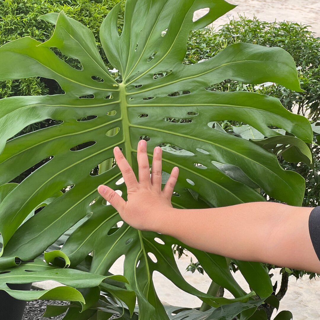Monstera testi (3)