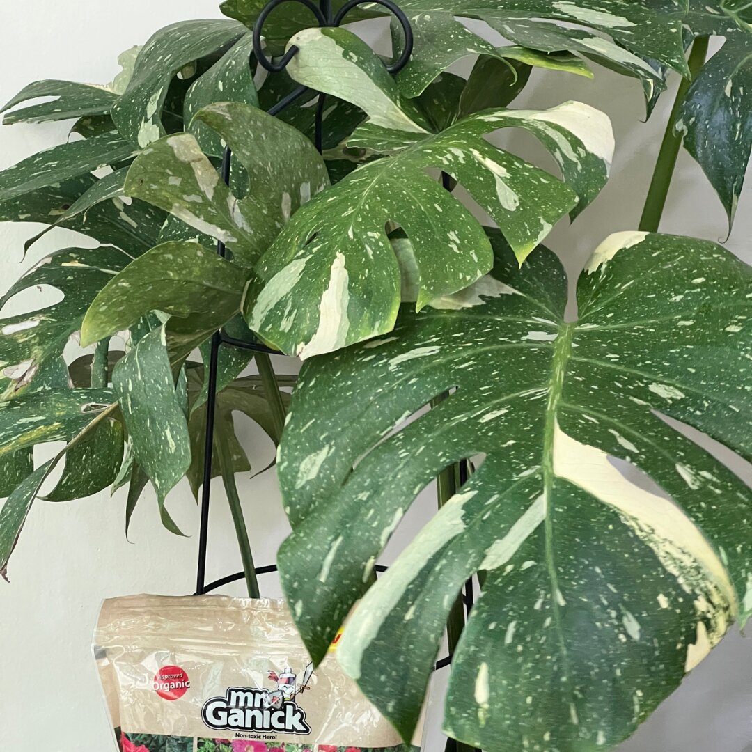 Monstera testi (4)