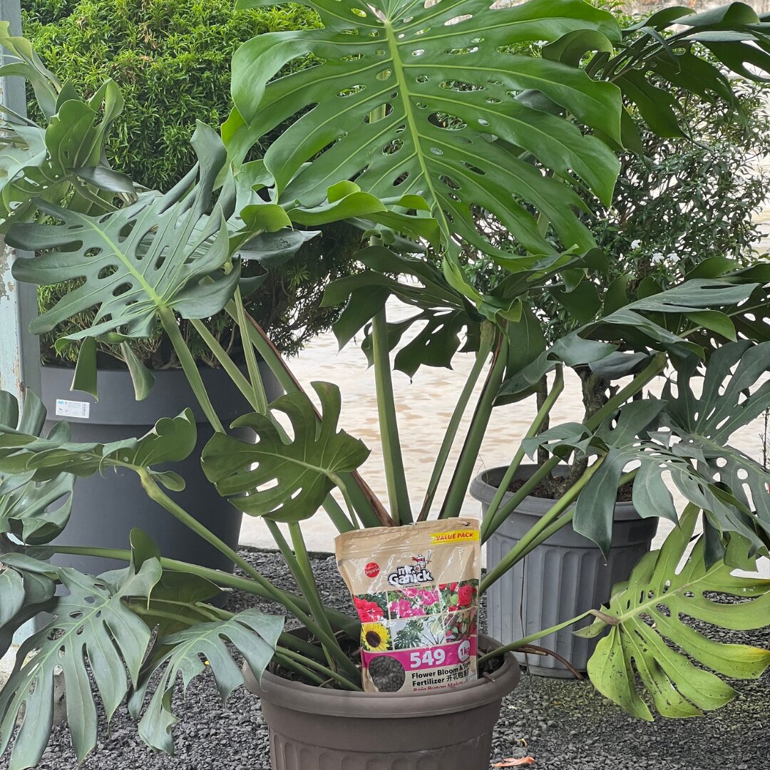 Monstera testi (5)