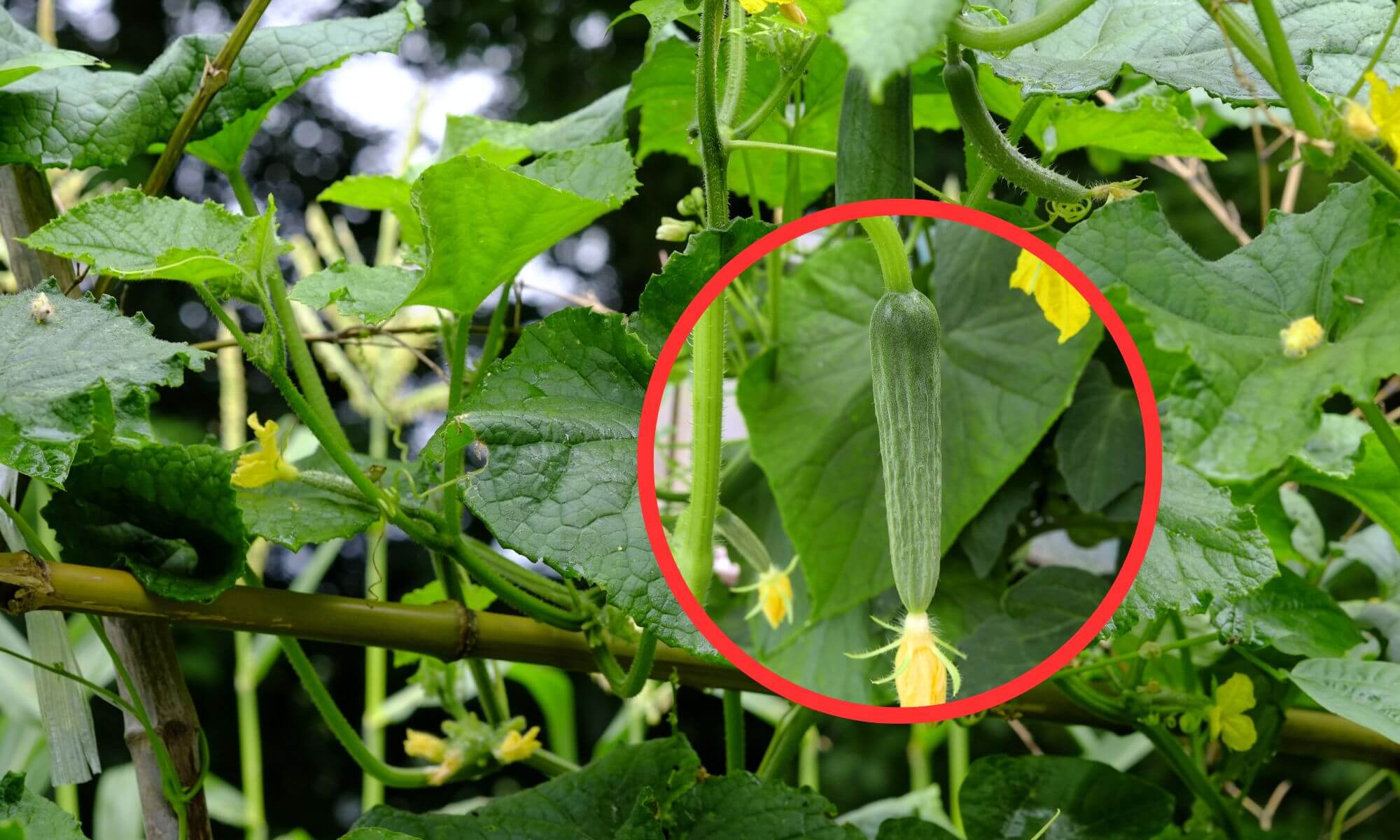 Cucumber fruit and leave issue