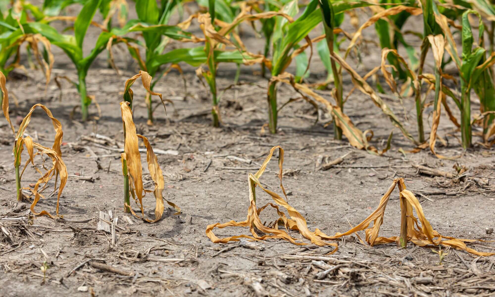 Stalk of corn plants turning black and rot