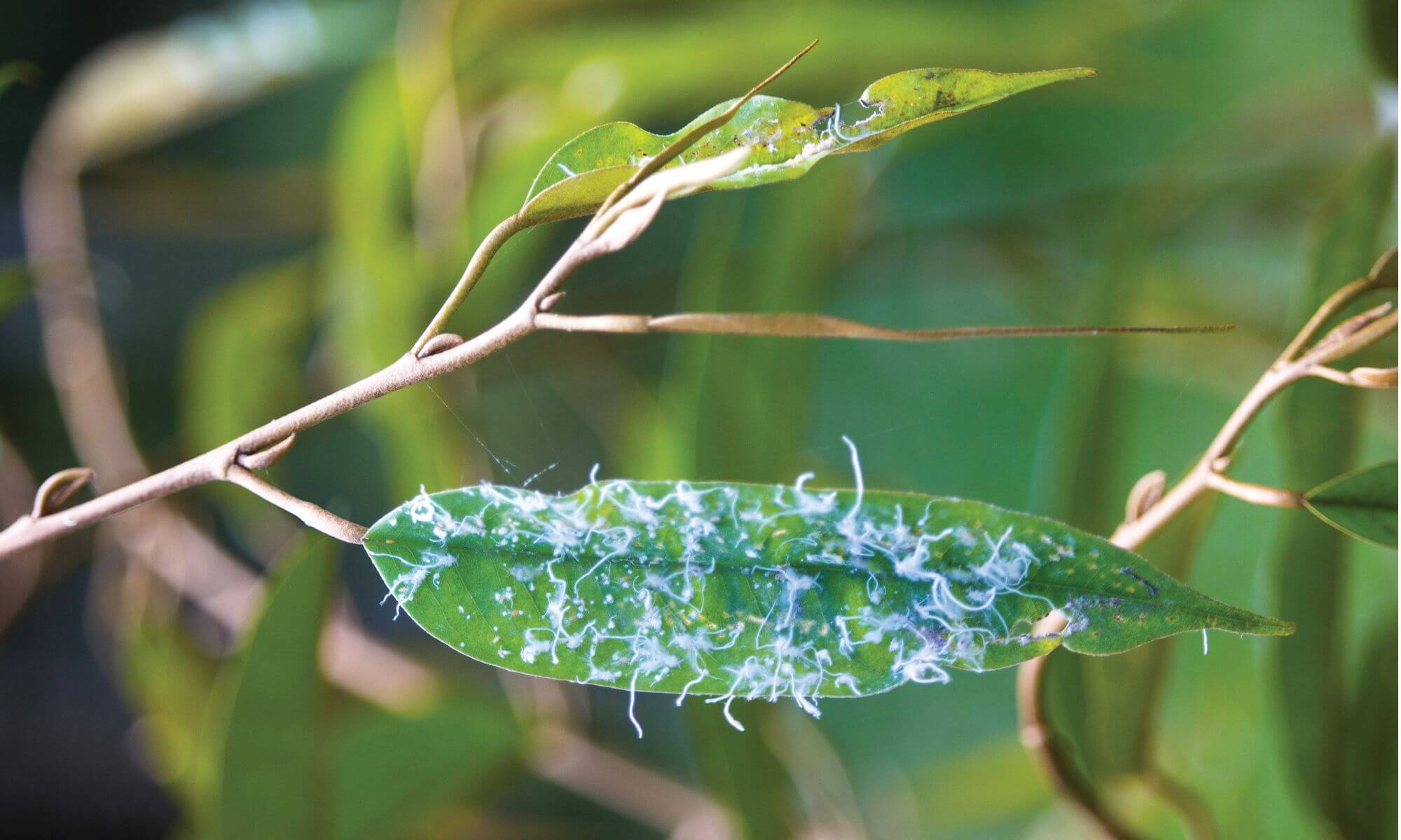 How to prevent mealybugs in durian trees? - Baba