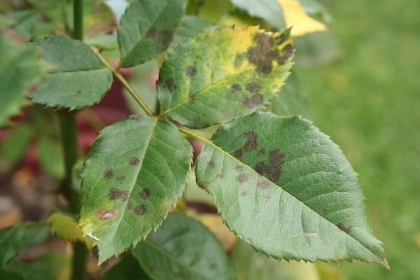 Rose leaves with black spot disease and yellowing edges