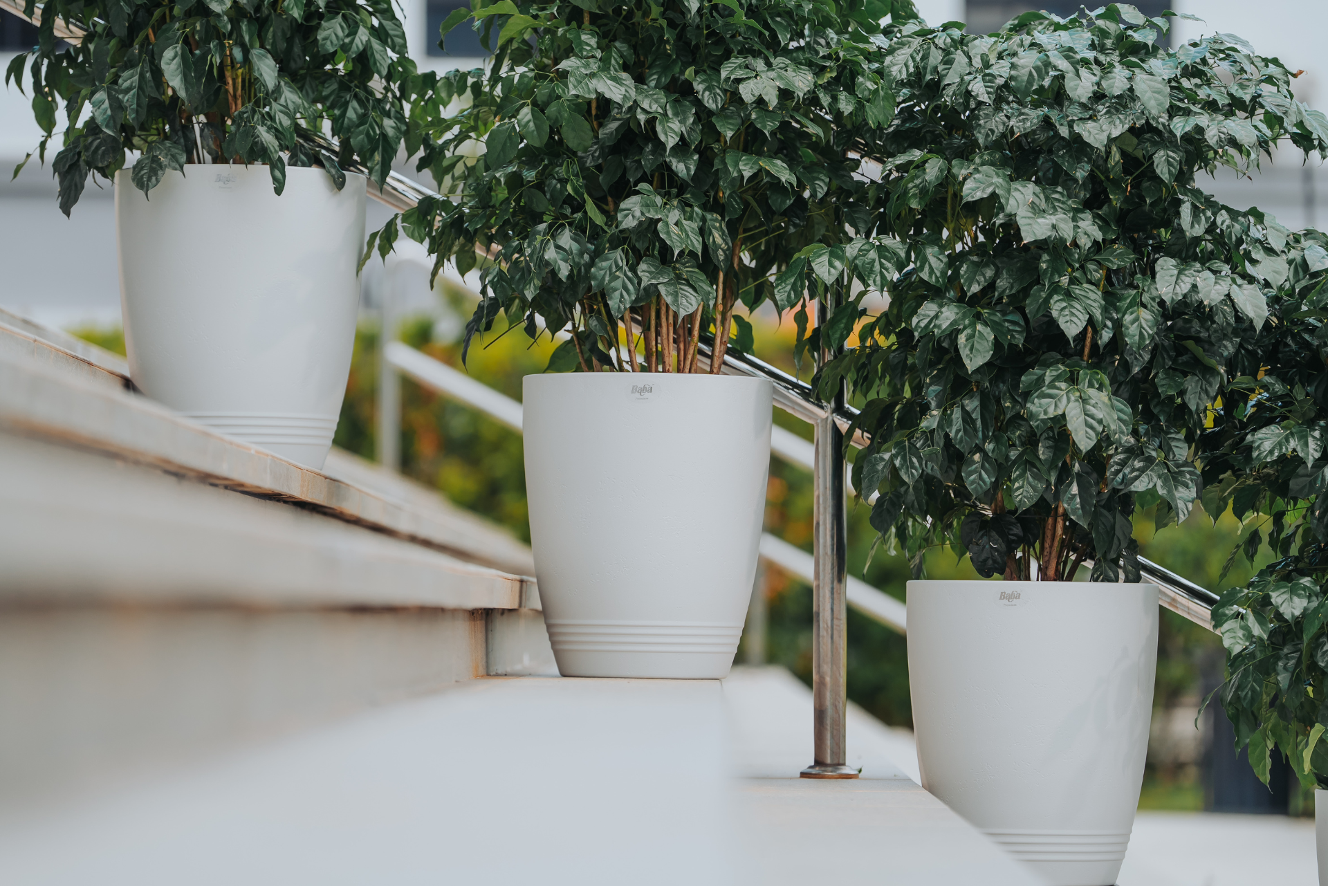 Biodegradable Flower Pot