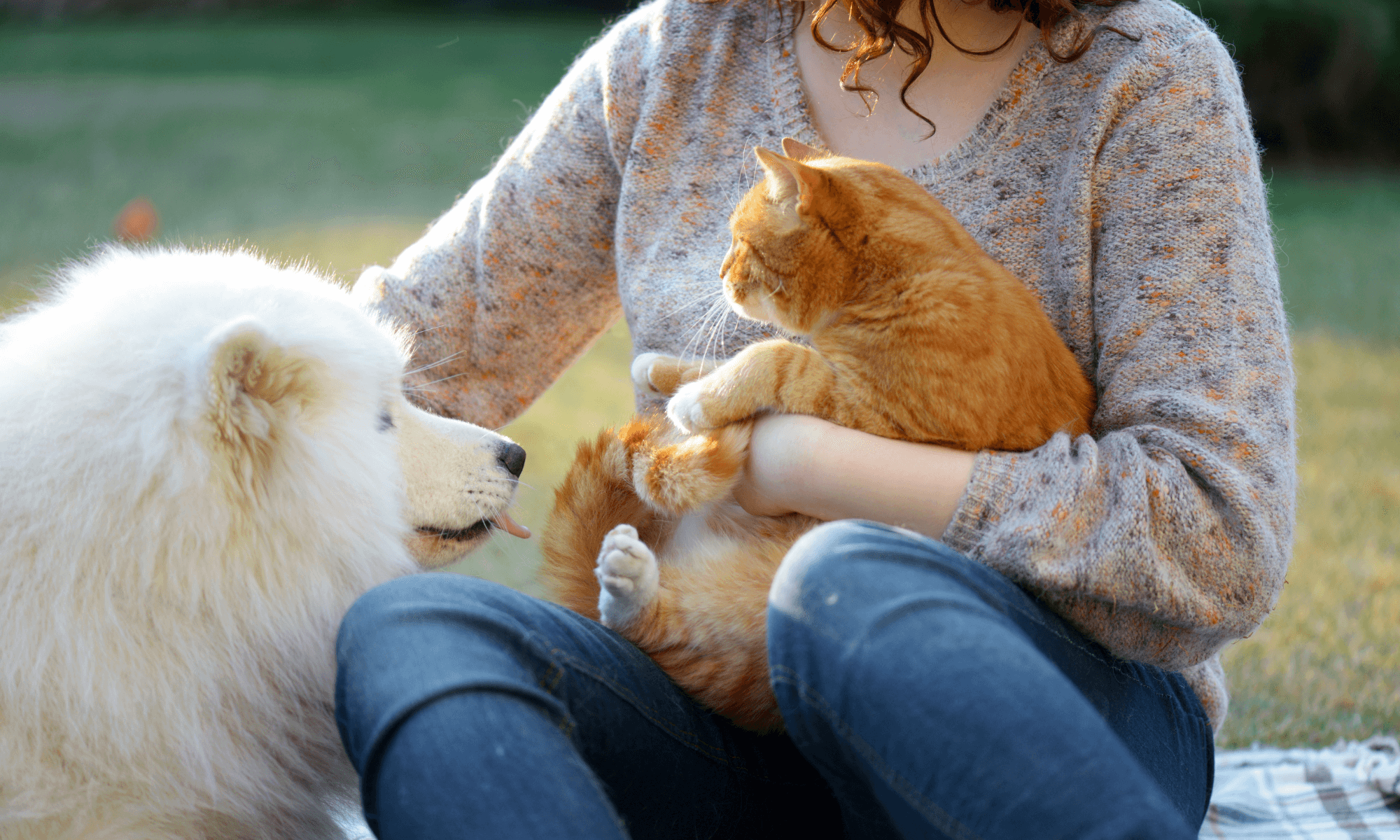 Pets with pet owner