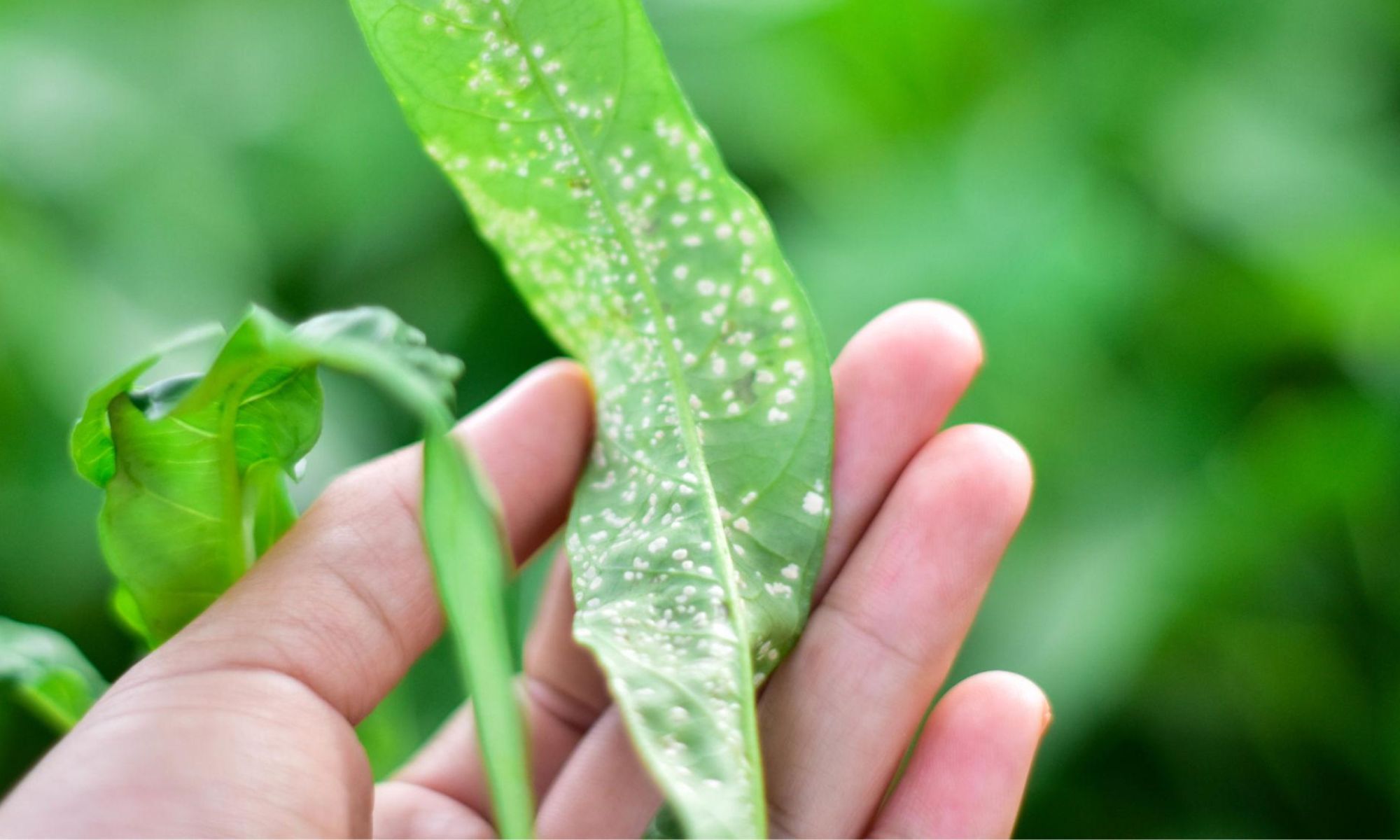 White fungus on the back of leaves