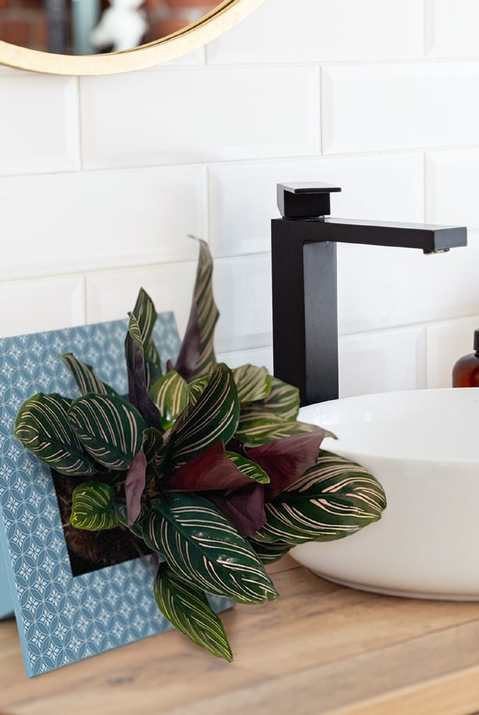 Baba Frame Series Flower Pot