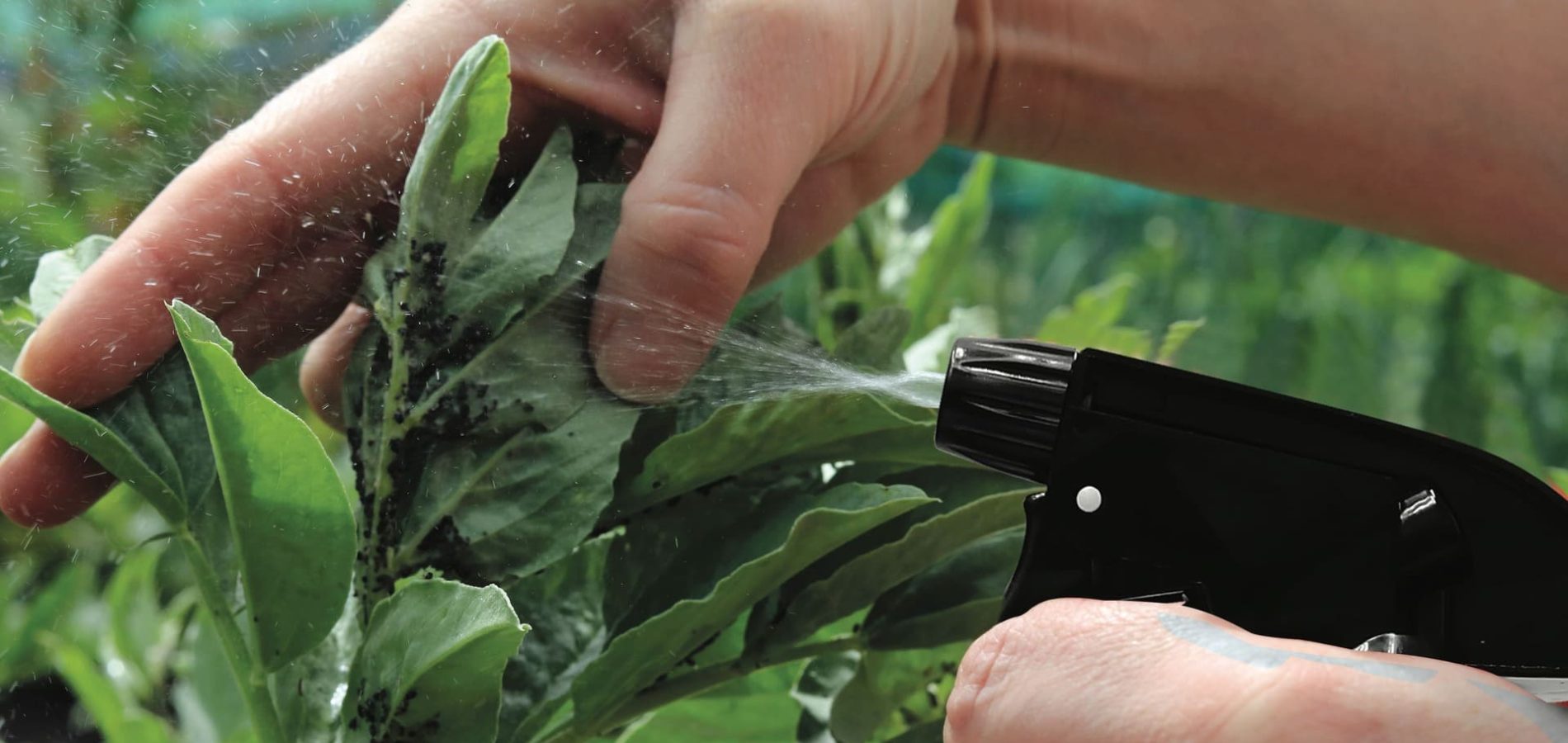 Organic-Farming