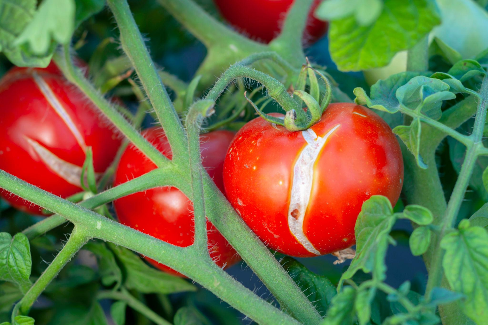 Cracked tomato fruit on the vine caused by uneven watering