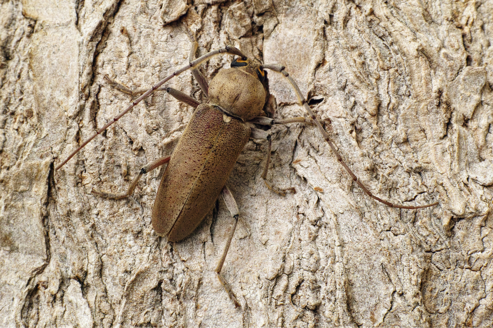 longhorn beetle on tree trunk