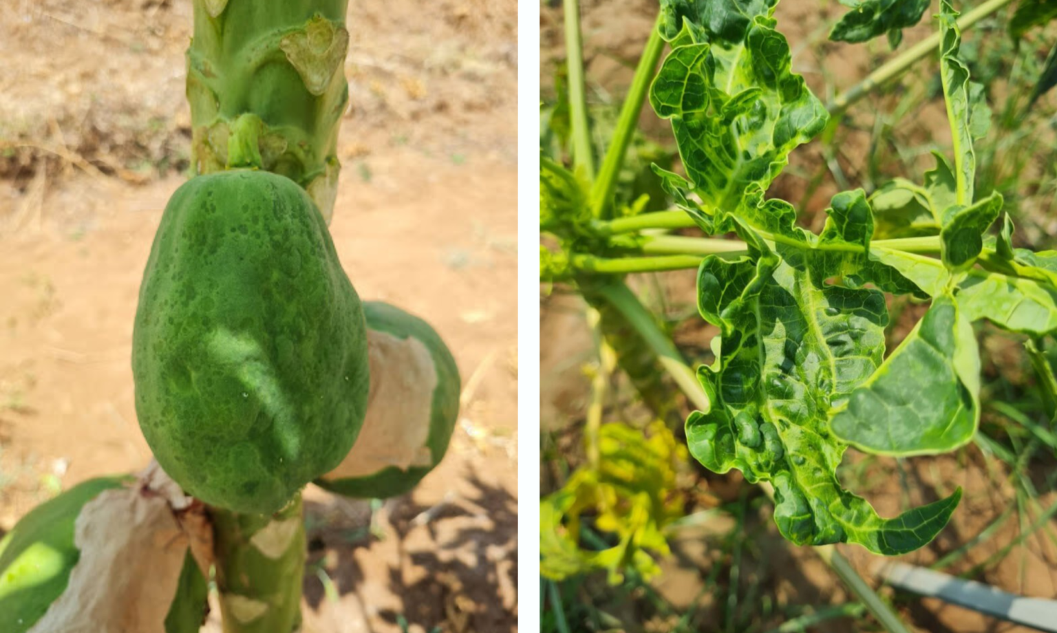 Papaya ringspot virus symptoms on leaves
