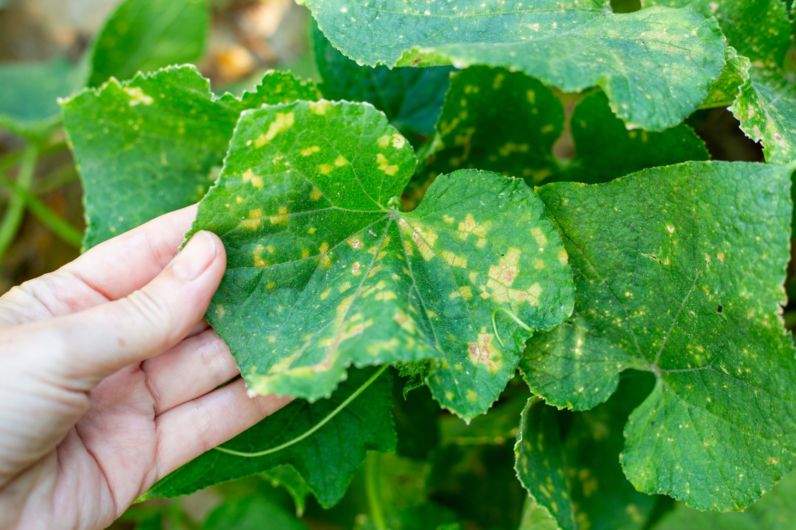 Green cucumber leaves with yellow spots.