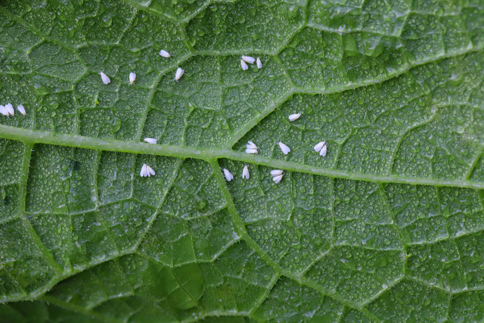 Whiteflies on the underside of pumpkin leaves.