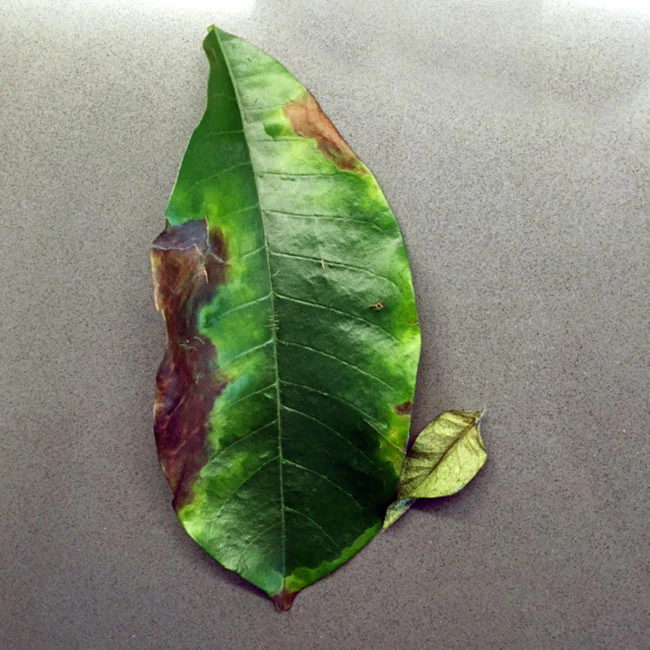 leaf with brown burnt edges caused by fertilizer burn